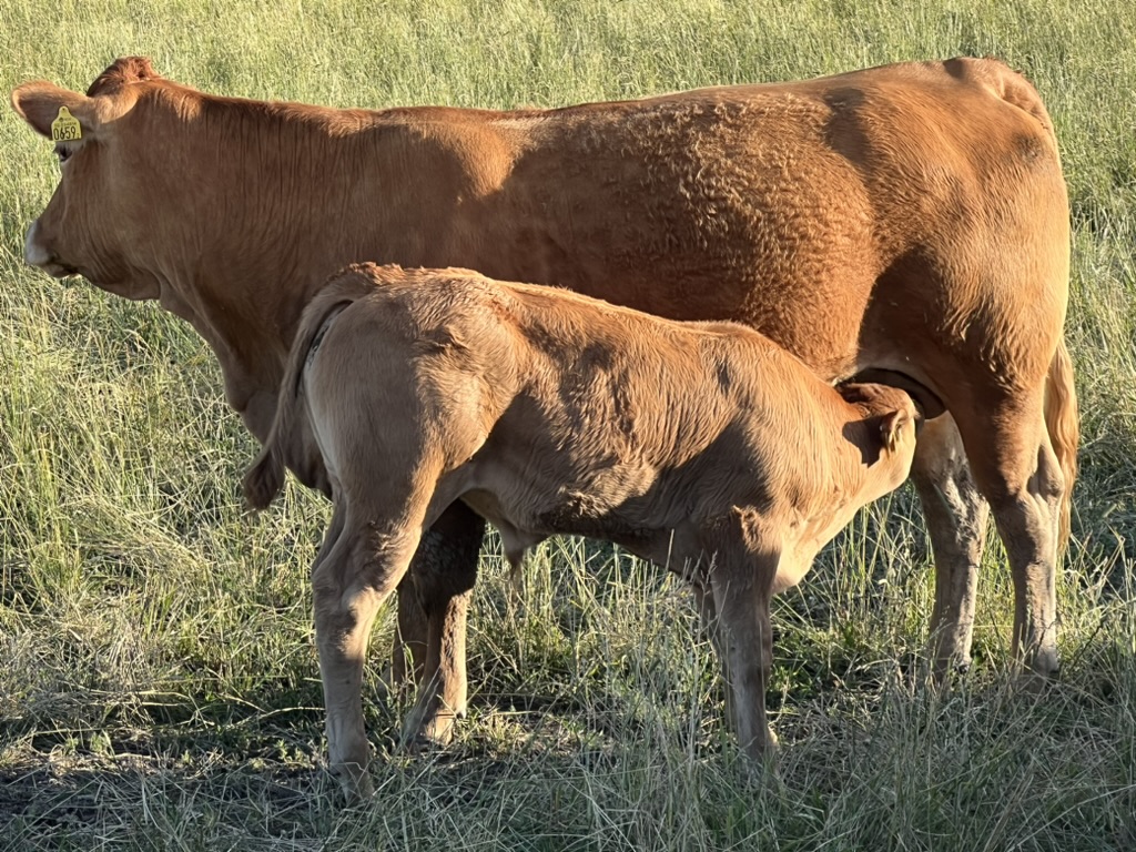 Limousin-ko med diande kalv
